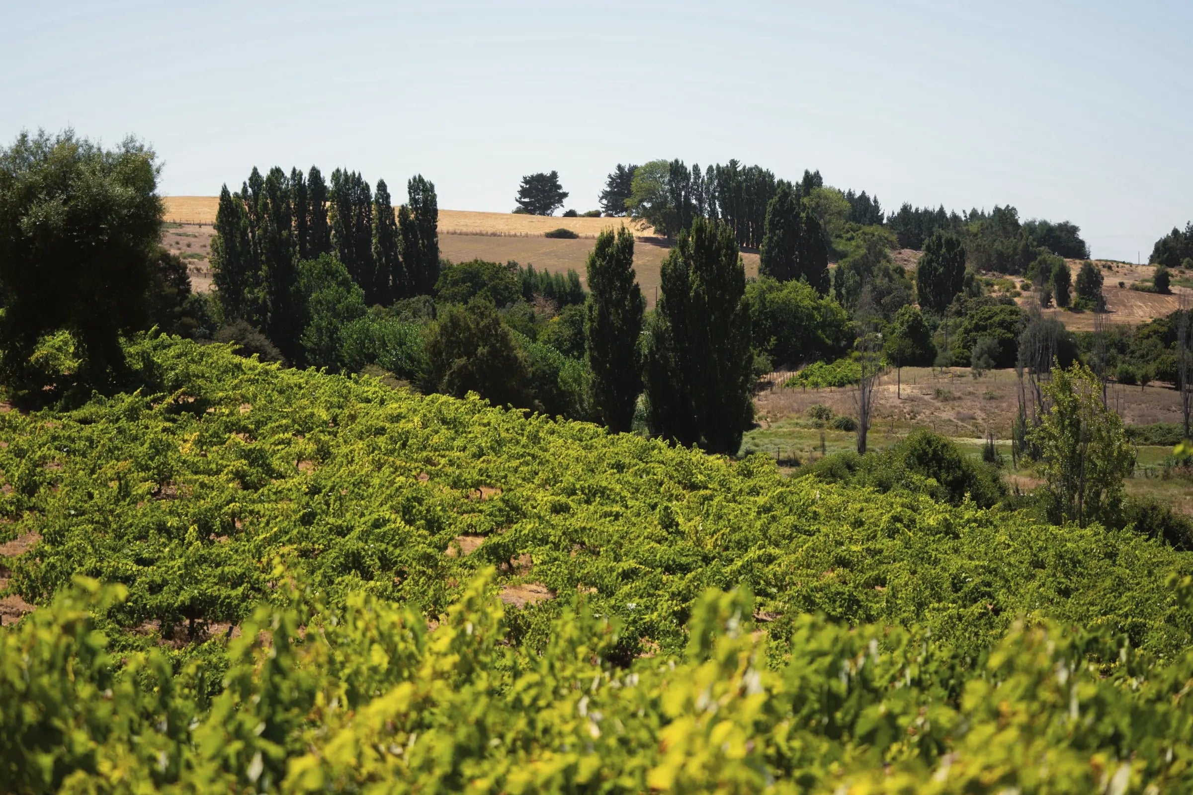 Viñedo de Viña Umpel en las lomas de Yumbel